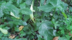 Arum italicum