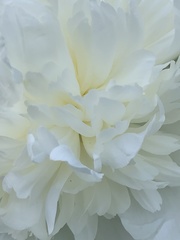 Paeonia lactiflora