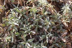 Stachys lavandulifolia