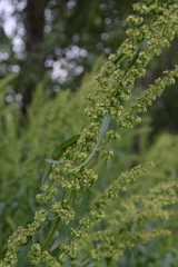Rumex × acutus