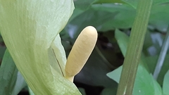 Arum italicum