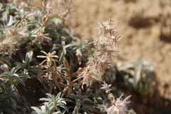 Stachys lavandulifolia