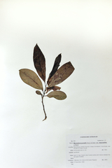 Monodora junodii macrantha