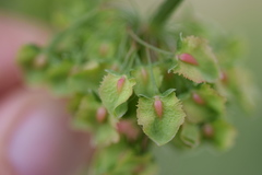 Rumex × acutus