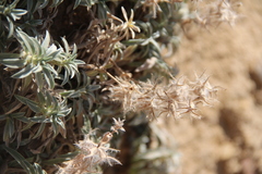 Stachys lavandulifolia