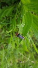 Cantharis rustica
