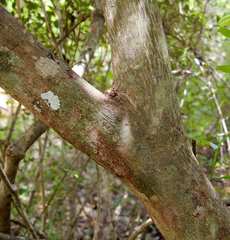 Monodora junodii macrantha