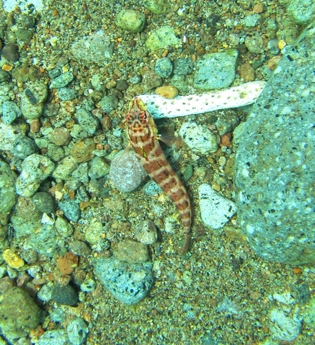 Redspotted grubfish (Parapercis schauinslandii) — Pinguipedidae