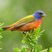 Painted Bunting - Photo (c) Ad Konings, some rights reserved (CC BY-NC), uploaded by Ad Konings
