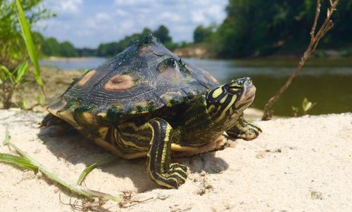 Yellow-blotched Map Turtle