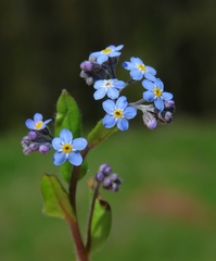 Myosotis decumbens