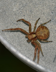 Xysticus lanio