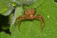 Xysticus lanio