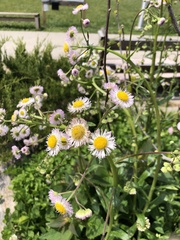 Erigeron