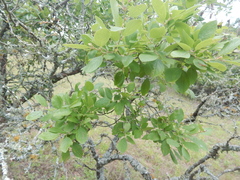 Prunus gracilis