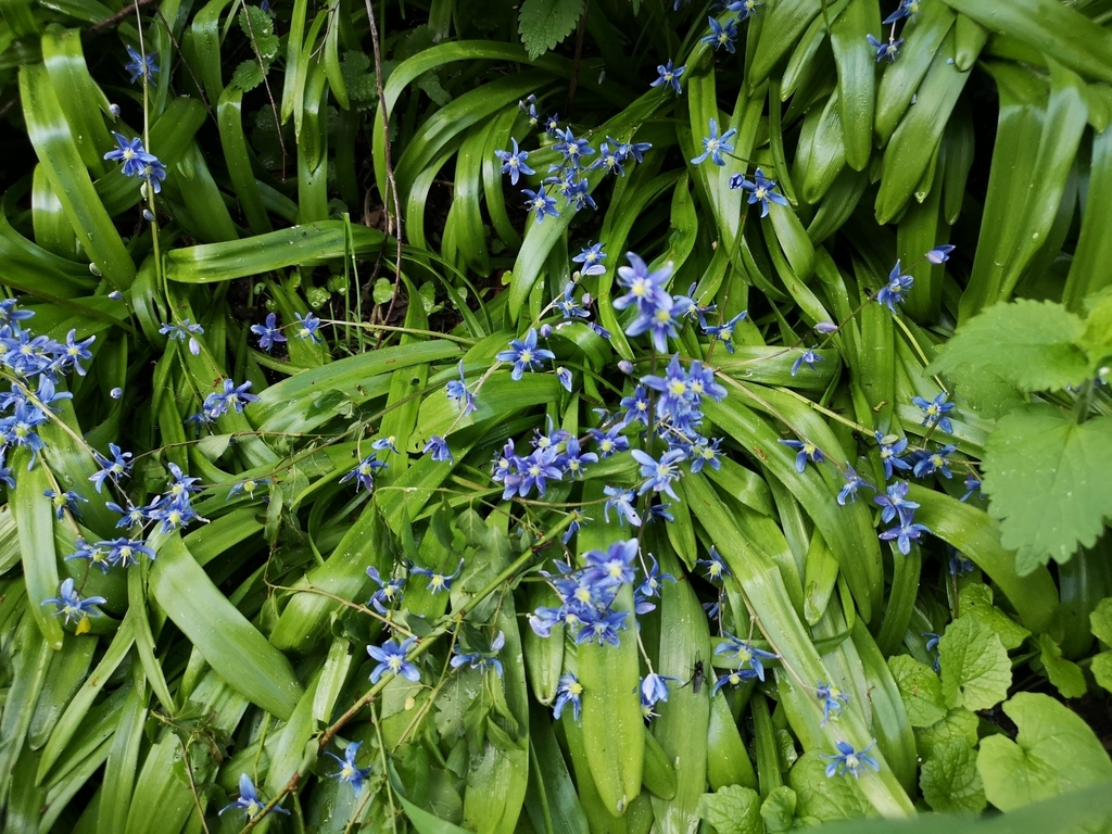 Scilla amoena, 1440 Copenhagen, Denmark