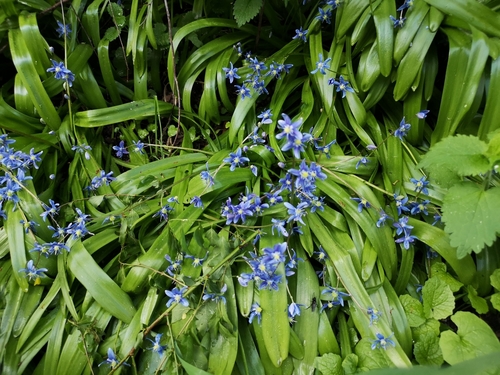 Scilla amoena