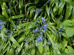 Scilla amoena