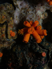Tubastraea