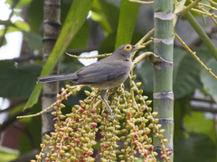 Turdus nudigenis