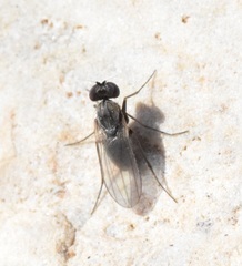 Medeterinae