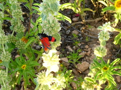 Zygaena sarpedon