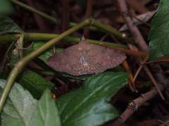 Hypospila bolinoides