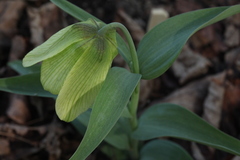Fritillaria pallidiflora