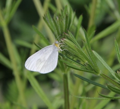 Leptidea juvernica