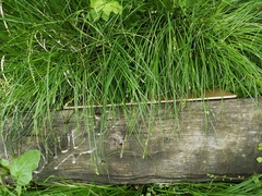 Carex leersii