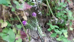 Carduus pycnocephalus