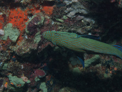 Cephalopholis formosa