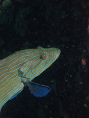 Cephalopholis formosa