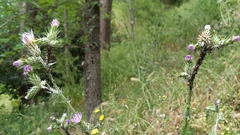 Carduus pycnocephalus