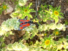Zygaena sarpedon