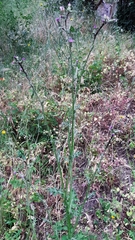 Carduus pycnocephalus