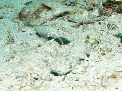Parapercis clathrata