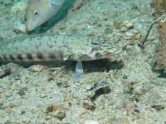 Parapercis clathrata