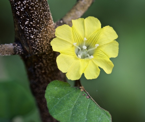 Merremia hederacea iNat (2)