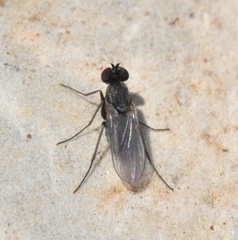Medeterinae