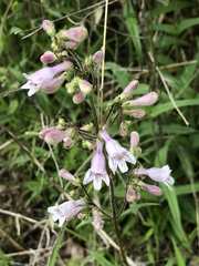 Penstemon laevigatus