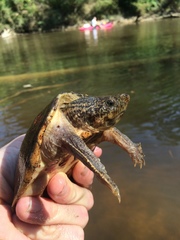 Sternotherus peltifer