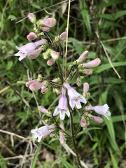 Penstemon laevigatus