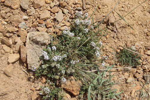 Thymus transcaucasicus