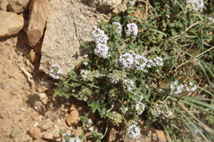 Thymus transcaucasicus