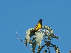 Pseudoleistes guirahuro