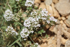 Thymus transcaucasicus