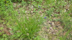 Carex muricata pairae