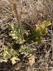 Sanicula bipinnatifida