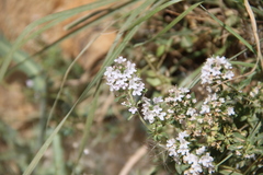 Thymus transcaucasicus
